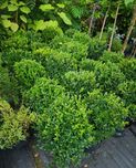 Bukszpan kula siedmio-letni z własnej plantacji