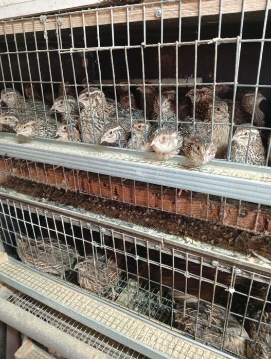 Перепілки домашні