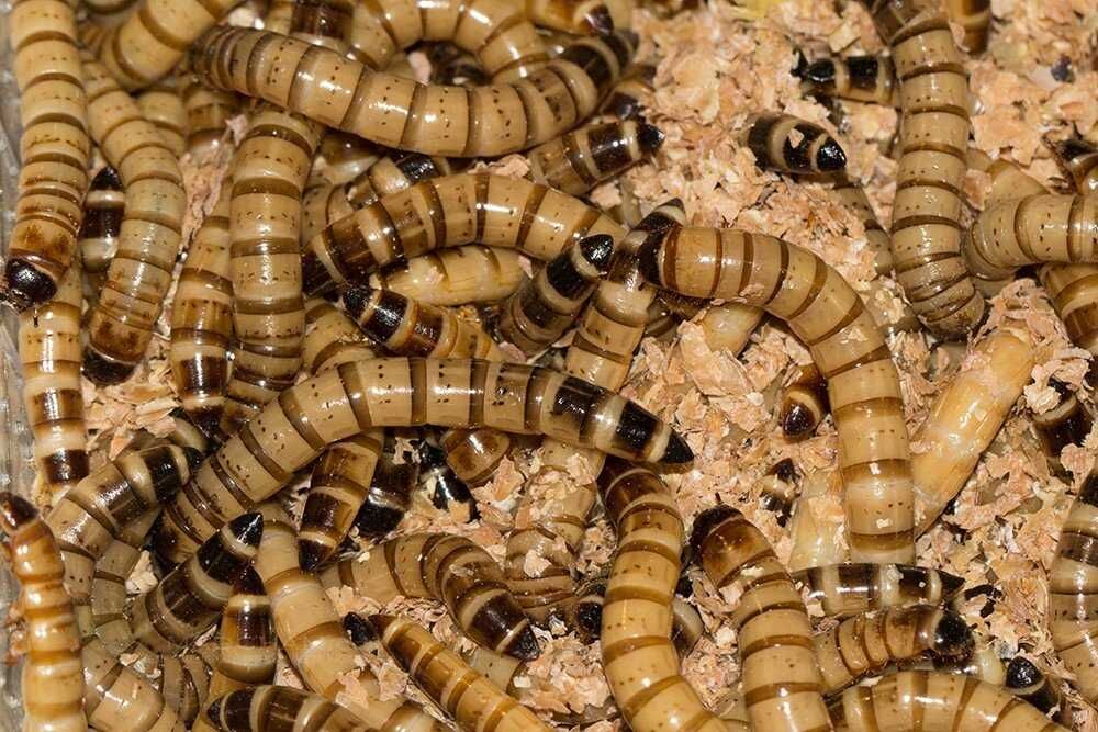 Зофобас (зоофобус, Zophobas morio) живой корм