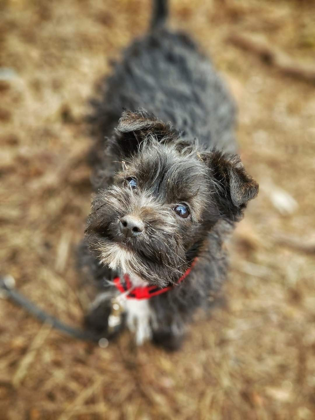 Szczeniak do adopcji!