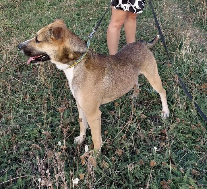 Віддаємо песика !