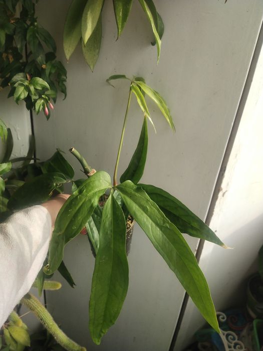 Anthurium polystictum.  .