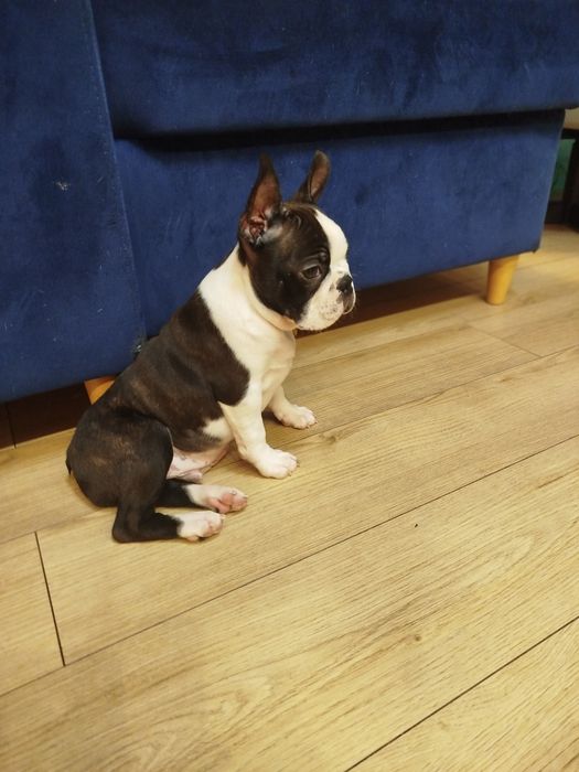 Szczeniak Boston Terrier