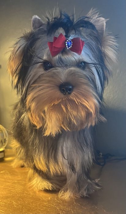 Yorkshire Terrier