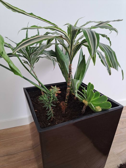 Planta de interior + vaso - Só 22€