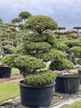 Bonsai Niwaki sosny drzewa ogrodowe duże Bonsai