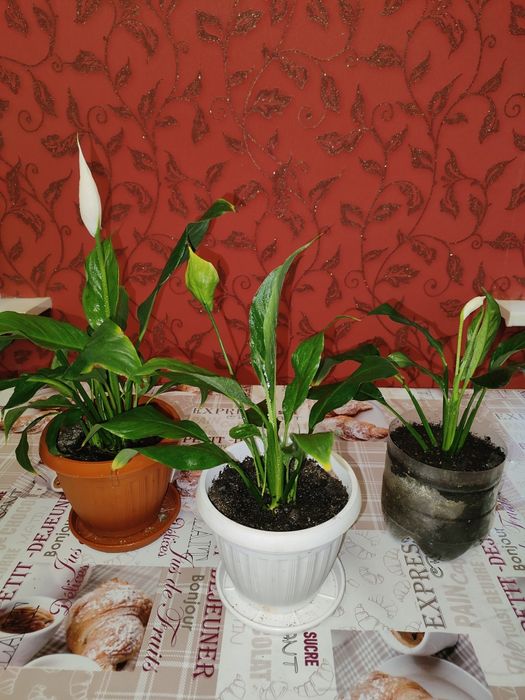 Продам комнатное растение Спатифилум