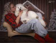 Цуценя Самоїду , щенок самоеда , ssmoyed puppy