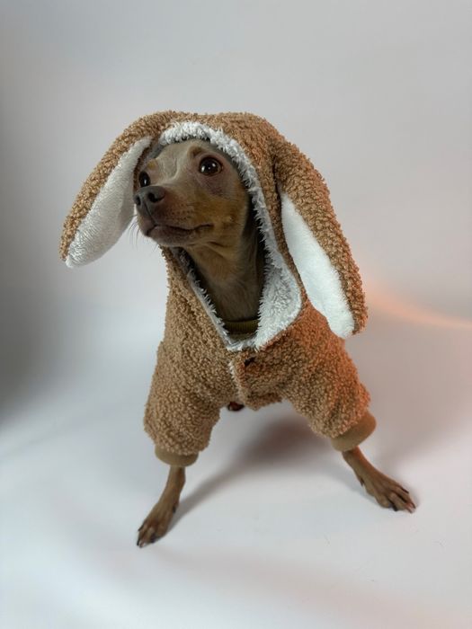 Цуценята той-терʼєра