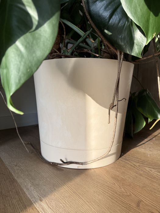 Monstera deliciosa XXL (odbior osobisty)