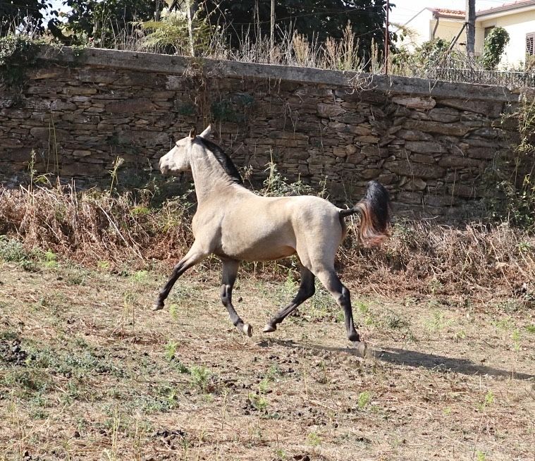 **Poldra 2 anos e meio baia lusitana**