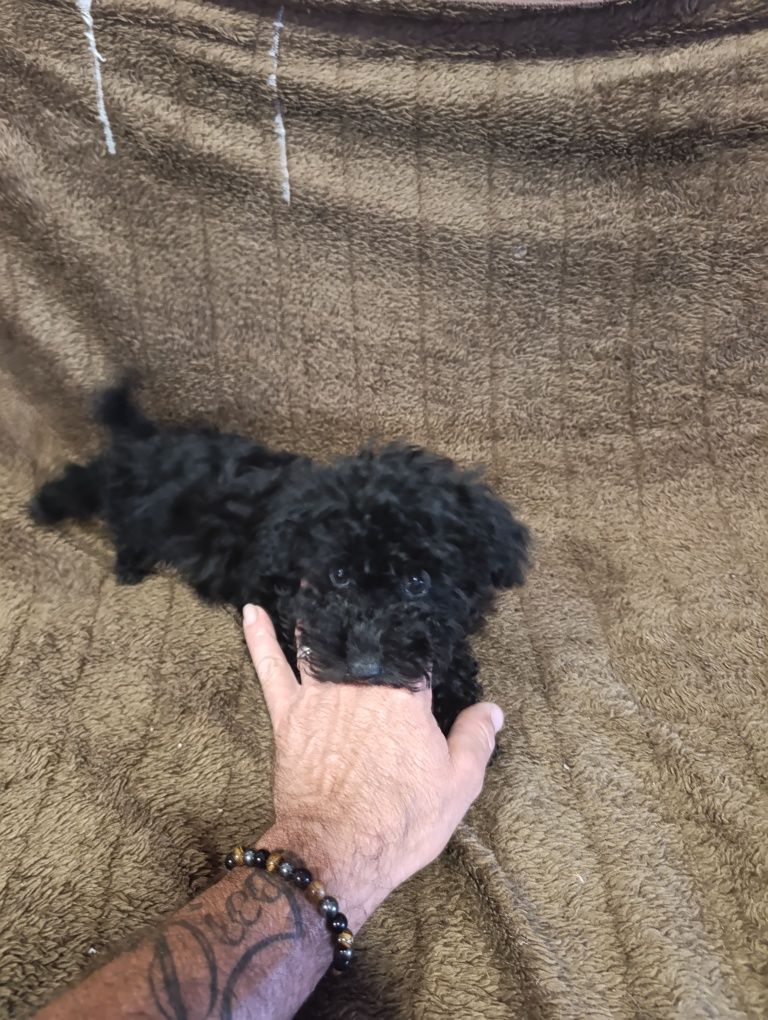 Lindo caniche toy macho