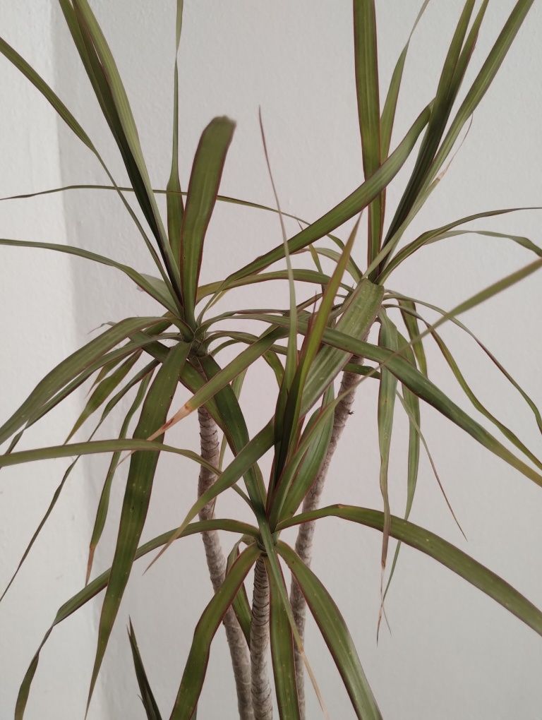 Planta grande vaso barro