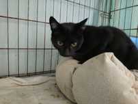 Dalia do adopcji