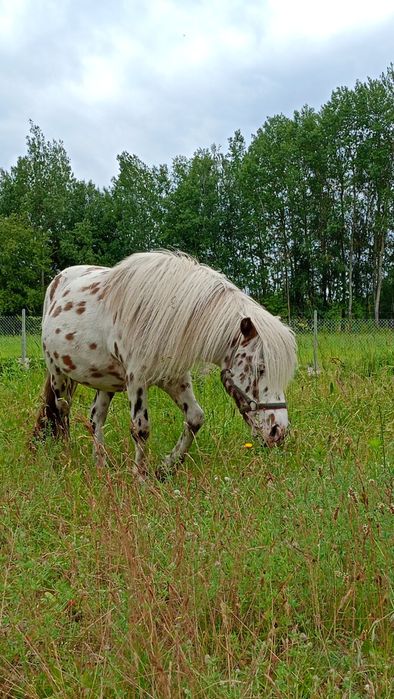 Sprzedam wałach kuca