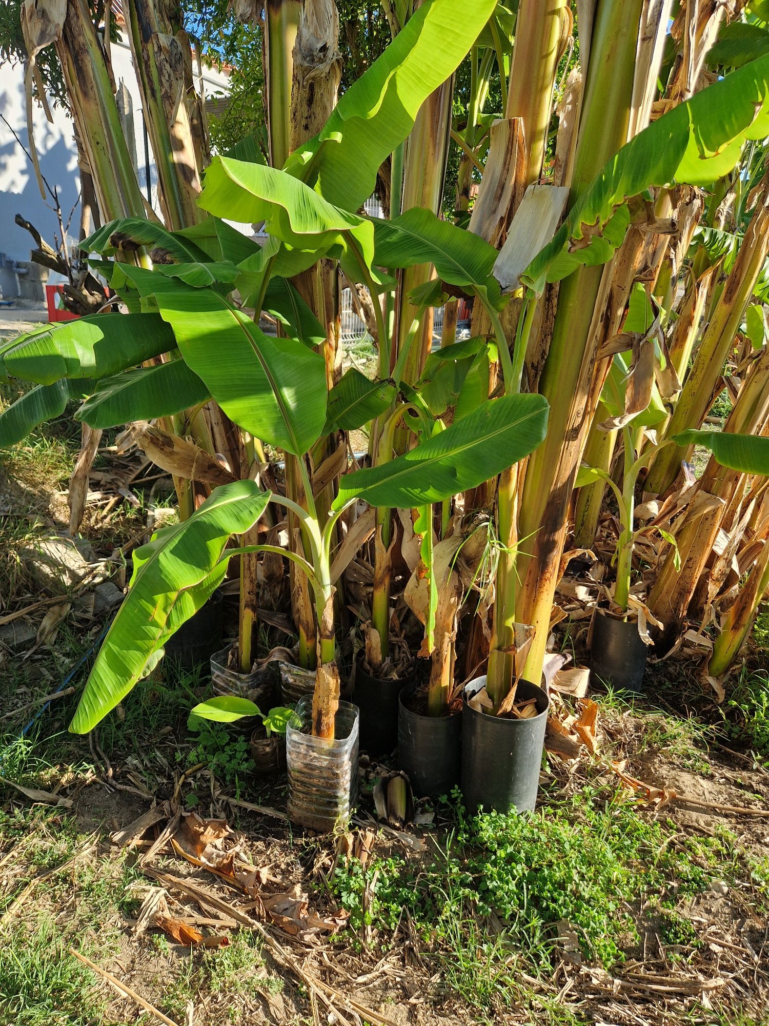 Bananeiras para replantar