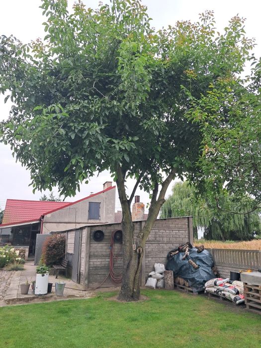 Drzewo orzecha włoskiego