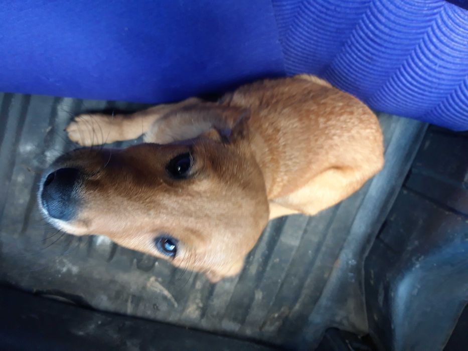 Do oddania znalezione dwa szczeniaki