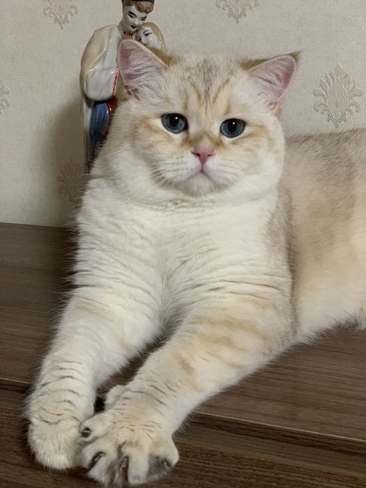 Шотландський котик в‘язка