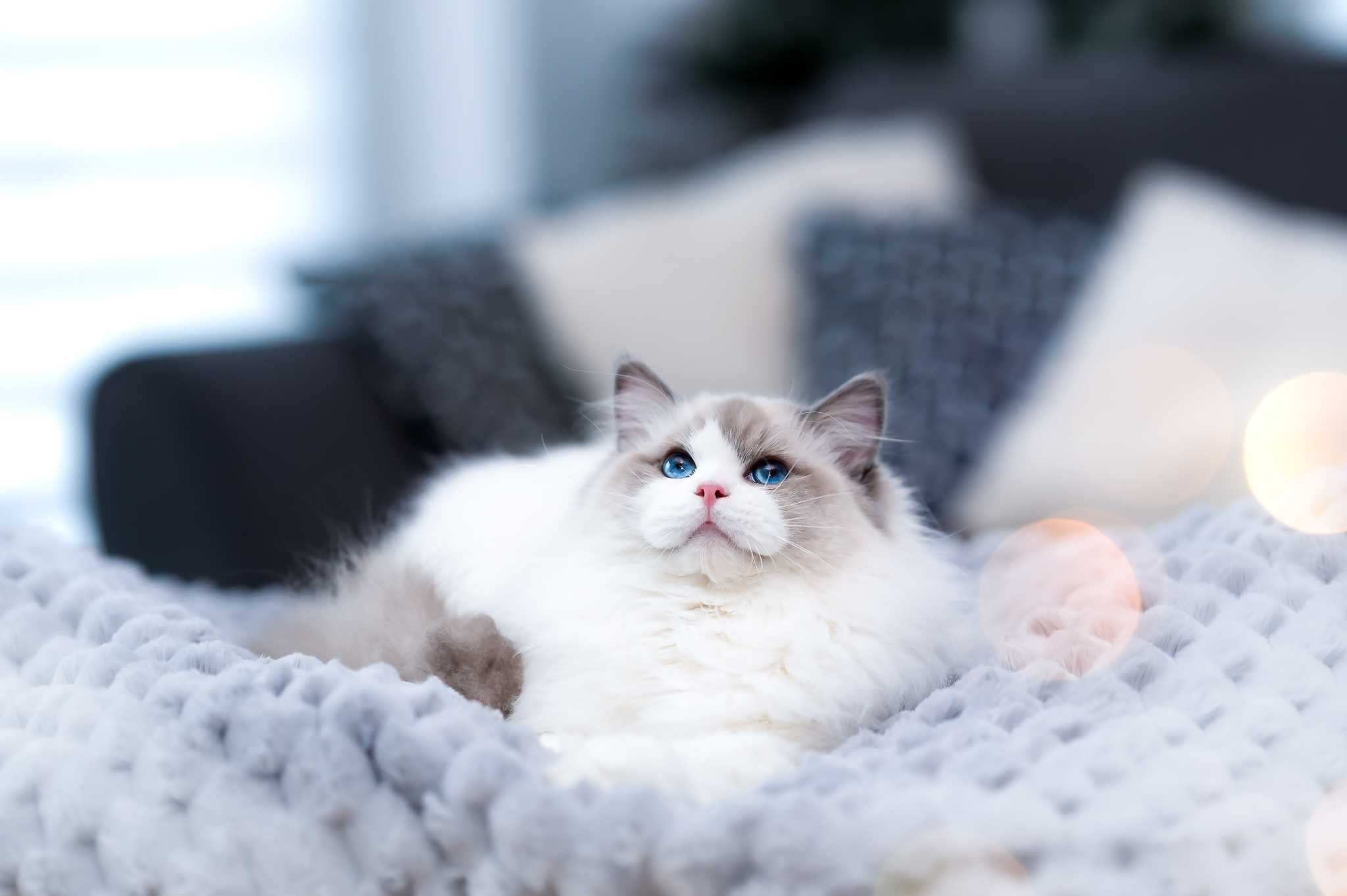 Ragdoll po Championach Rodowód WCF Lew w salonie*PL