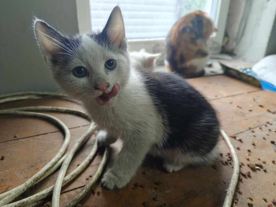 Oddam małe kotki za darmo