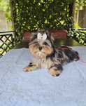 Yorkshire Terrier śliczny piesio, york merle do odbioru