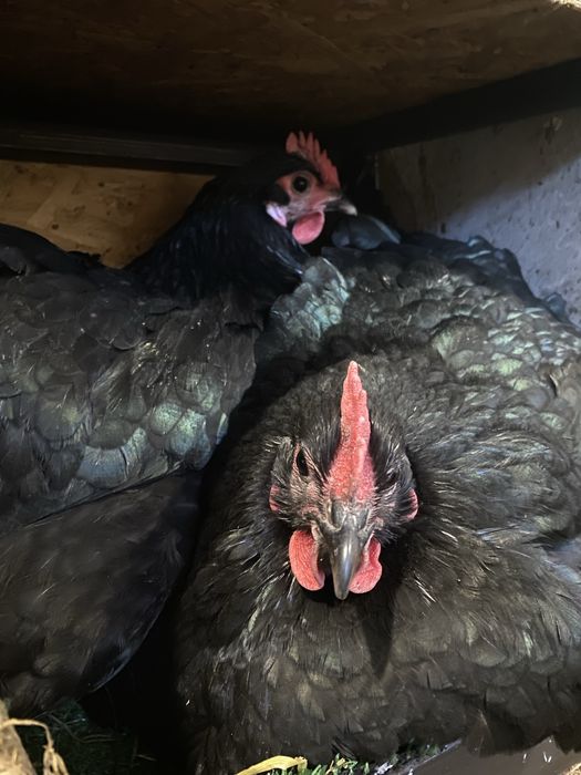 Jaja lęgowe AUSTRALORP czarny