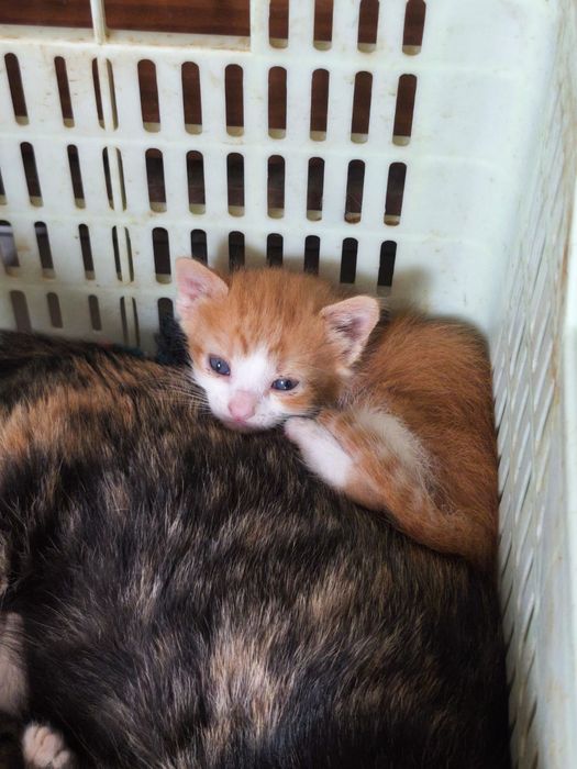 Adoção responsável de gatinho