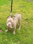 Amstaff szczeniak