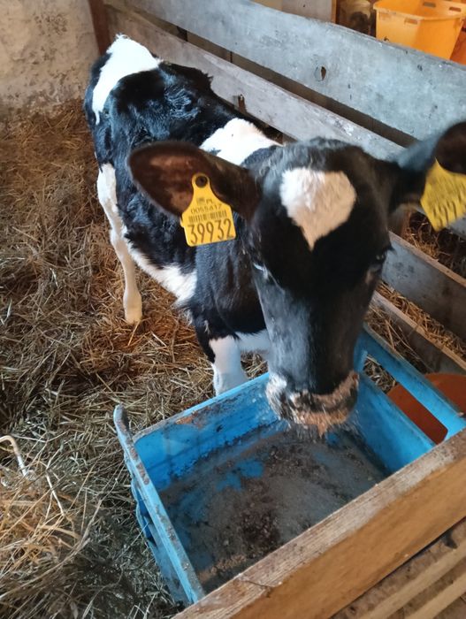 Sprzedam jałówkę !