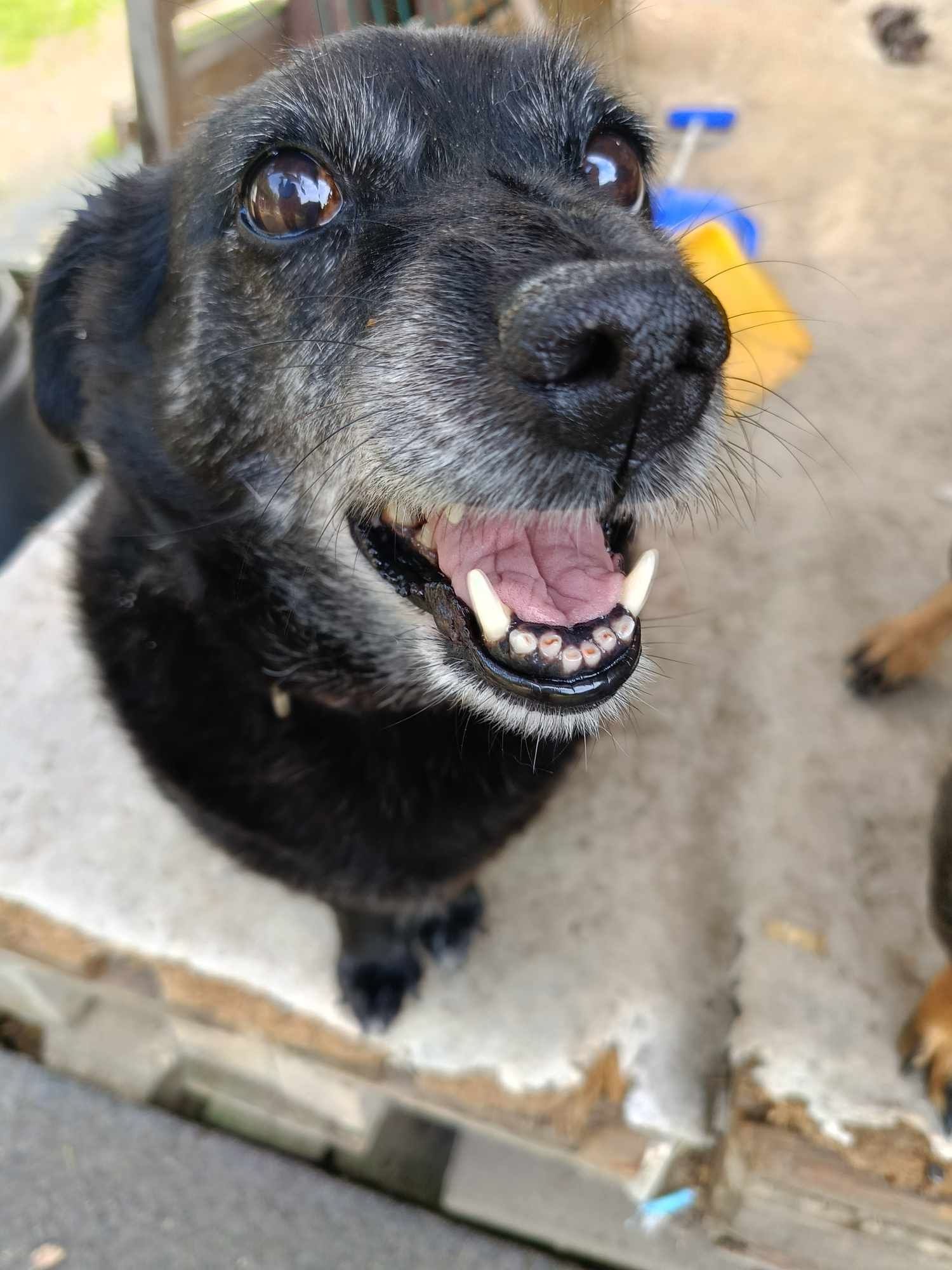 Mika do adopcji! Sandomierz!