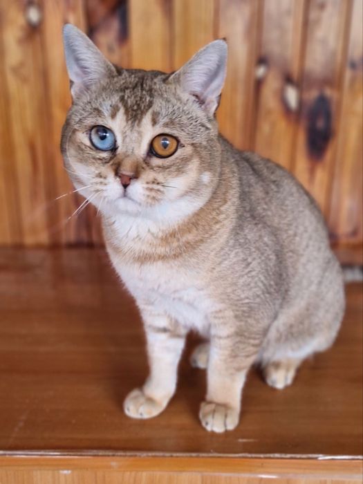 Алтайский кот в ответсвенные руки