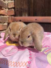 Karzełki baranki Kłapouszki królik króliki
