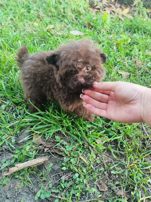 Помапу два хлопчики і дівчинка шоколад ліловий