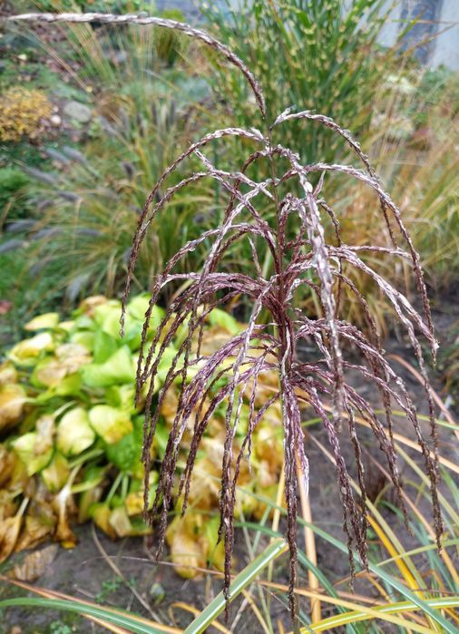 Miskant chiński 'Huron Sunrise' Miscanthus sinnesis