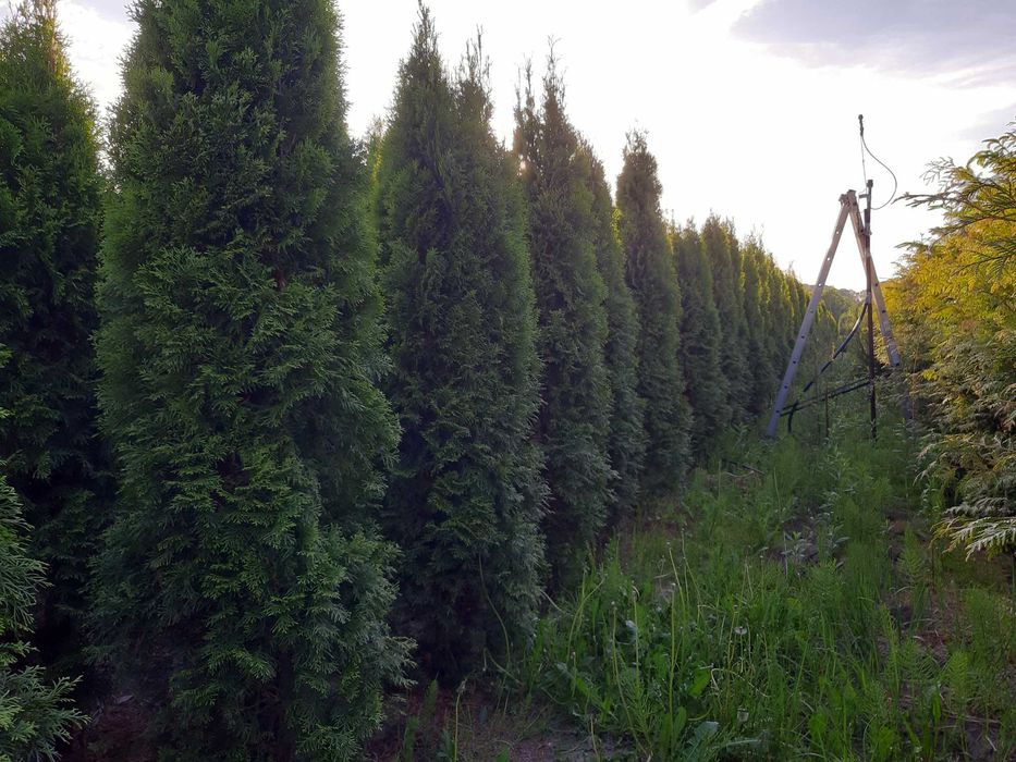 Thuja Smaragd 200cm z GWARANCJĄ