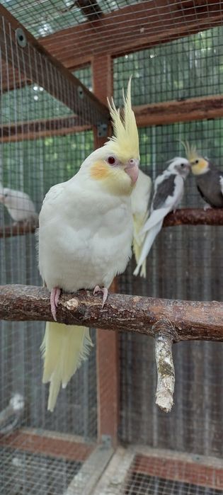 Papugi Nimfy pastelface białogłowe