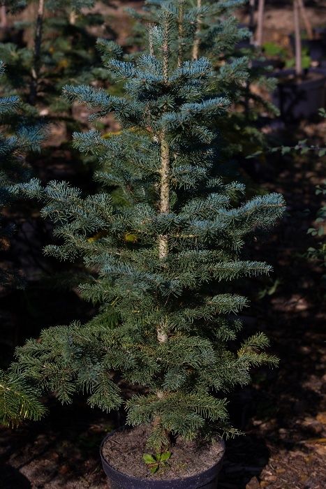 Jodła Arizońska (Abies Lasiocarpa), wysokość 30-50cm, donica 5l