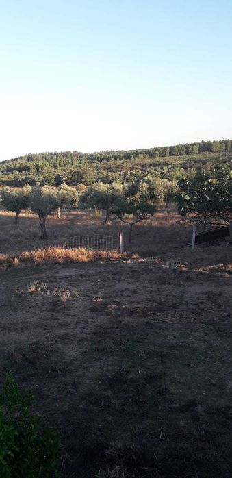 Quinta 32 hectares  Beira Baixa