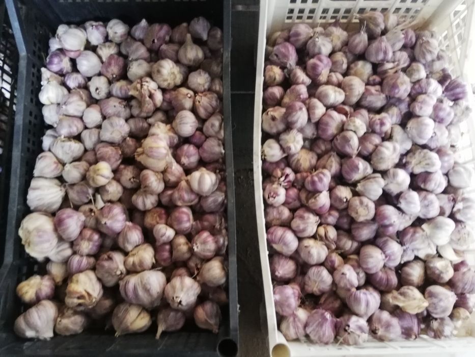 Czosnek zimowy Harnaś na wagę 5kg