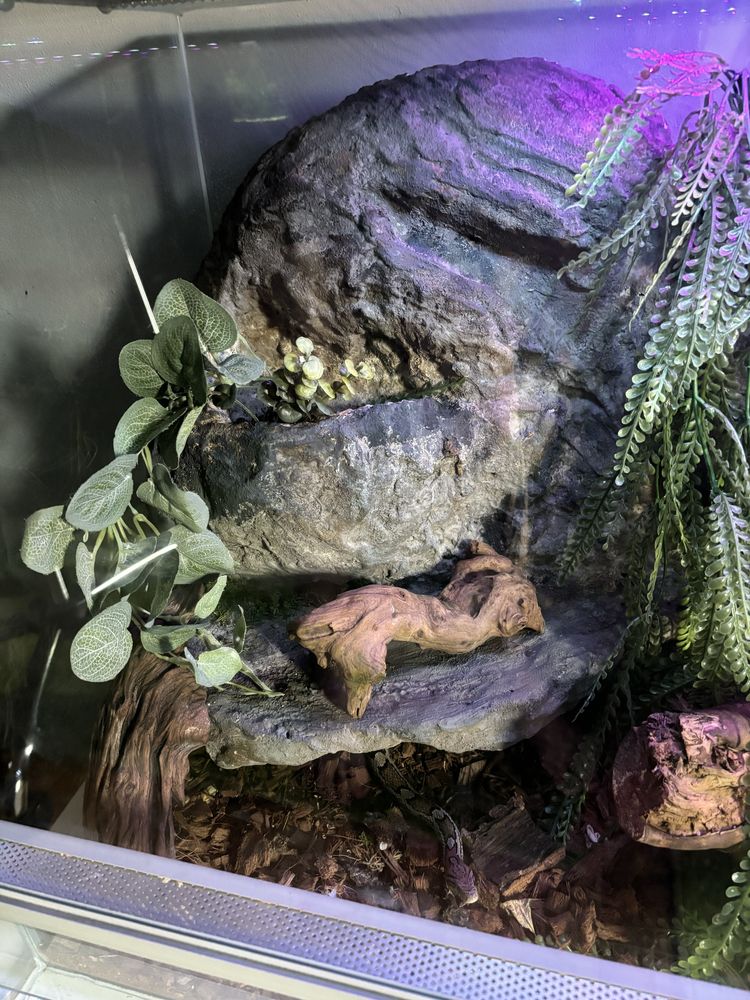 Węż zbożowy z terrarium