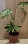 Wysoka Calathea Compact Star