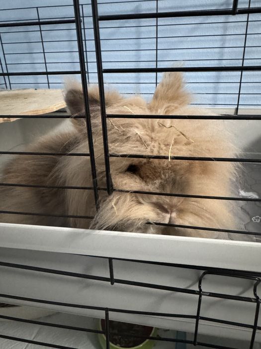 Oddam króliki, samiec wykastrowany i samiczka