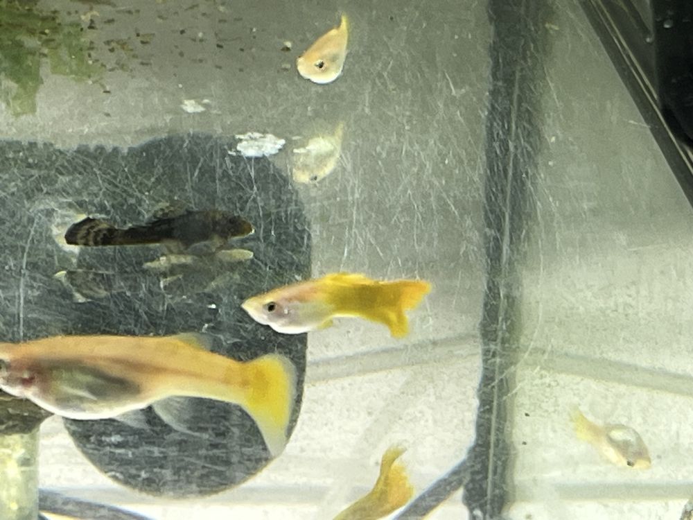 Gupiki Yellow wysyłka!!!