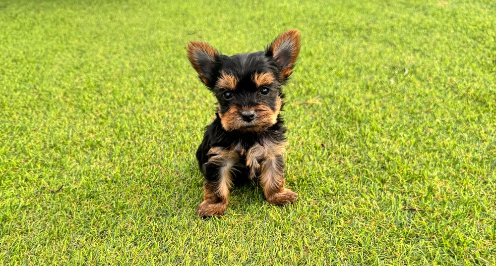 Yorkshire Terrier