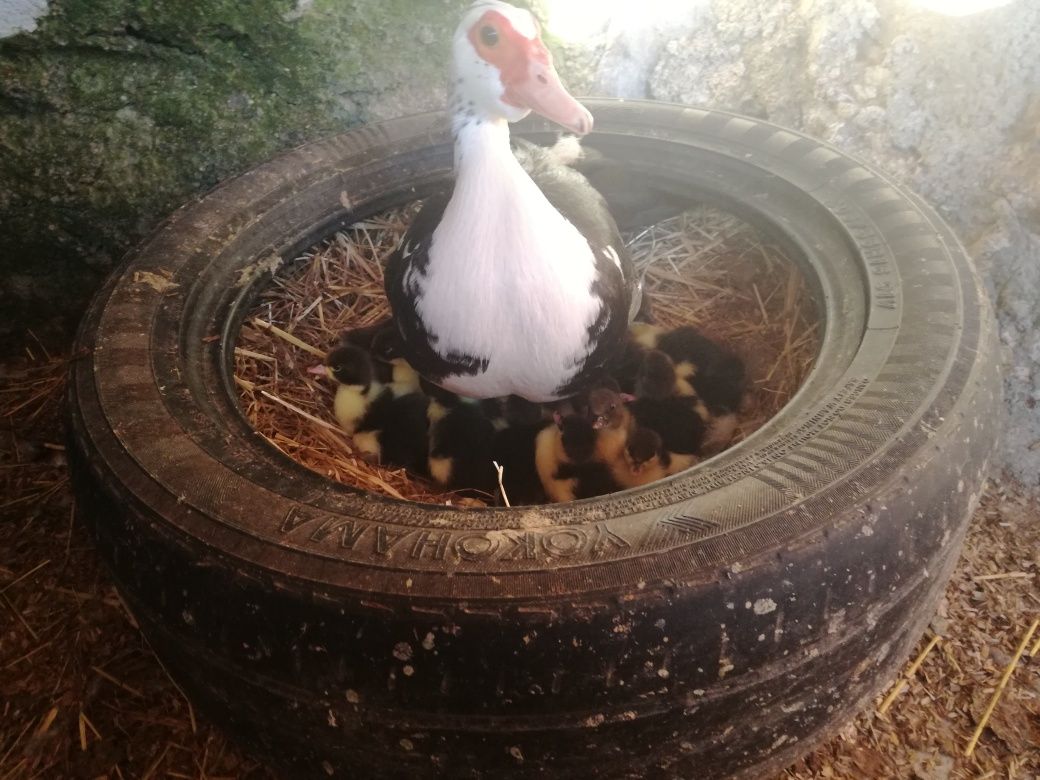Patos mudos bebês,OVOS,ninhadas..