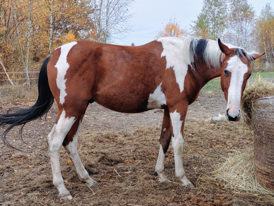 Wałach srokaty wielkopolski