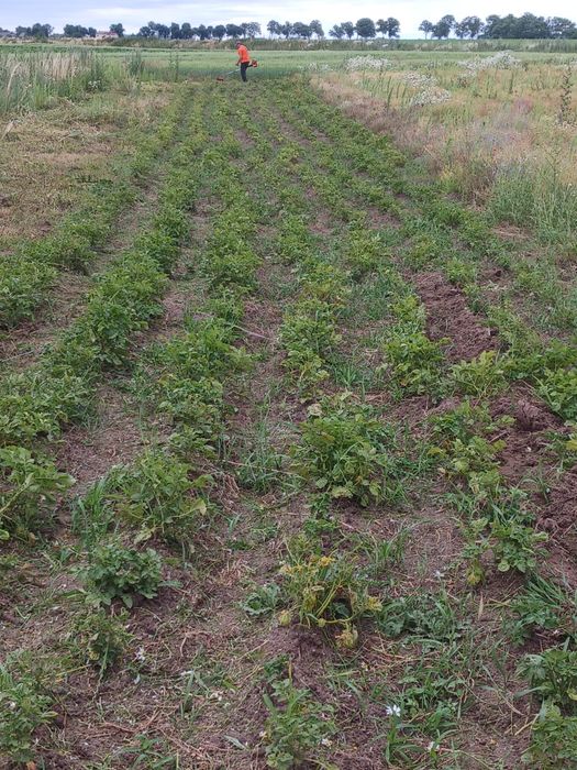 Działka budowlana na sprzedaż