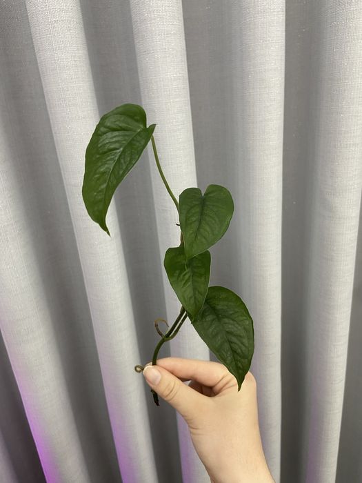 Corte de monstera siltepecana