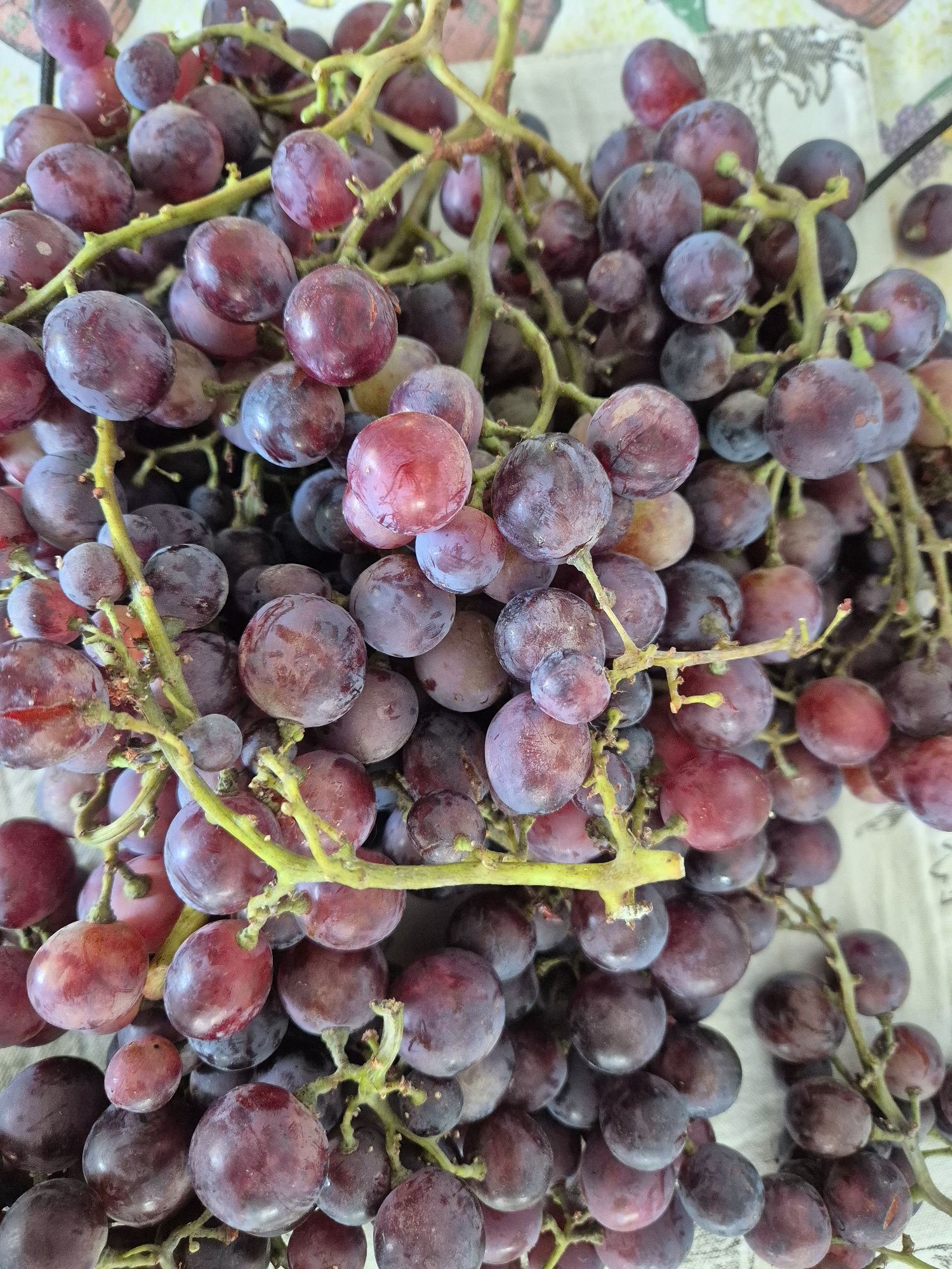 Vendo uvas Red Globe